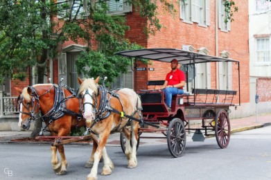 Savannah_horse and carriage